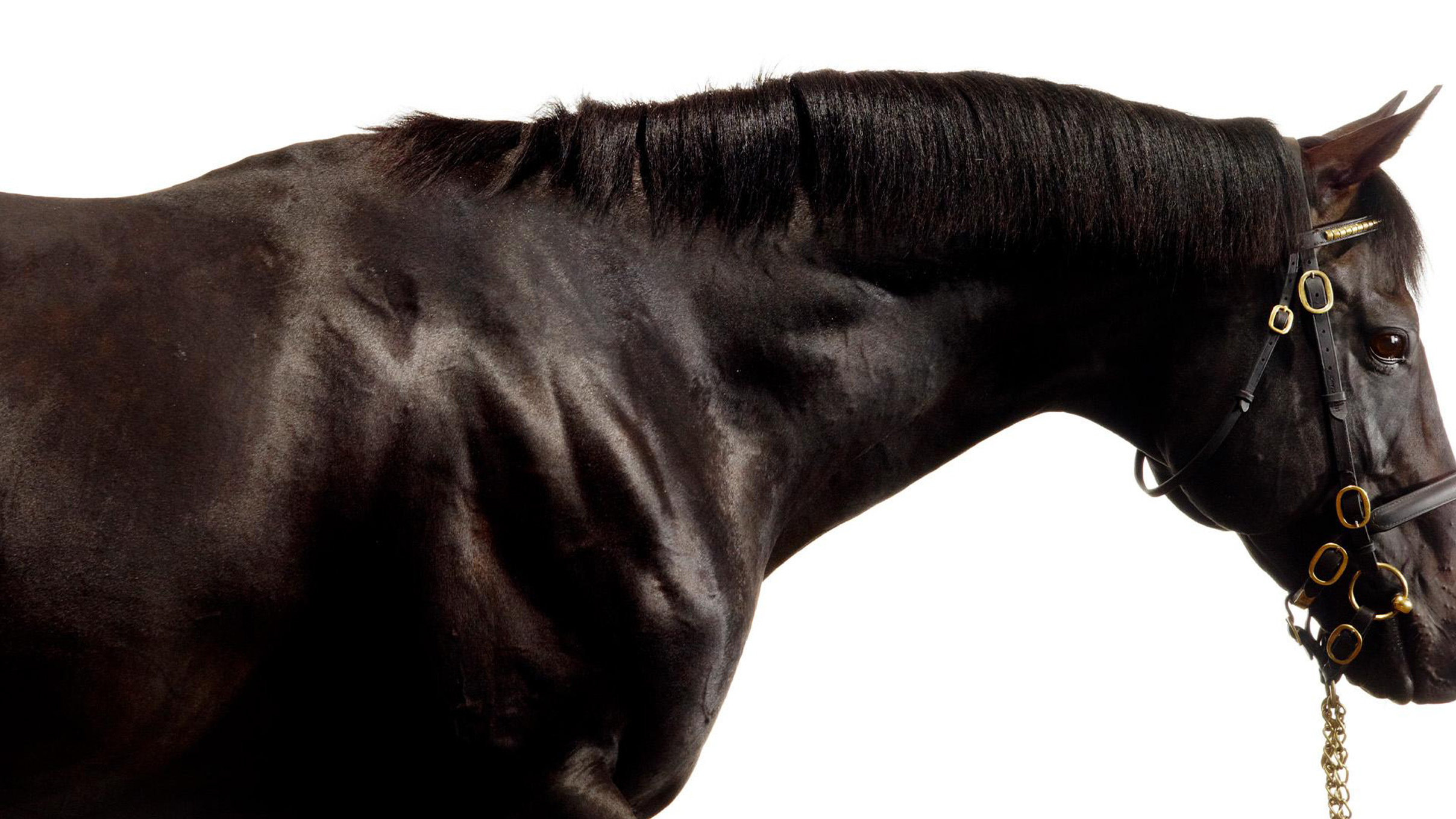 Cape cross Horse