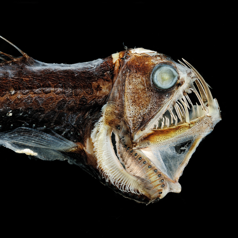 Marine Biologist fish close up