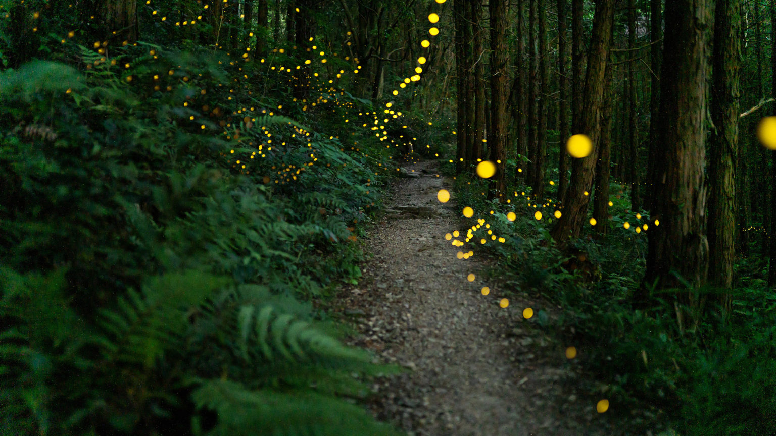 Capgemini woodland trail with small lights lighting the way