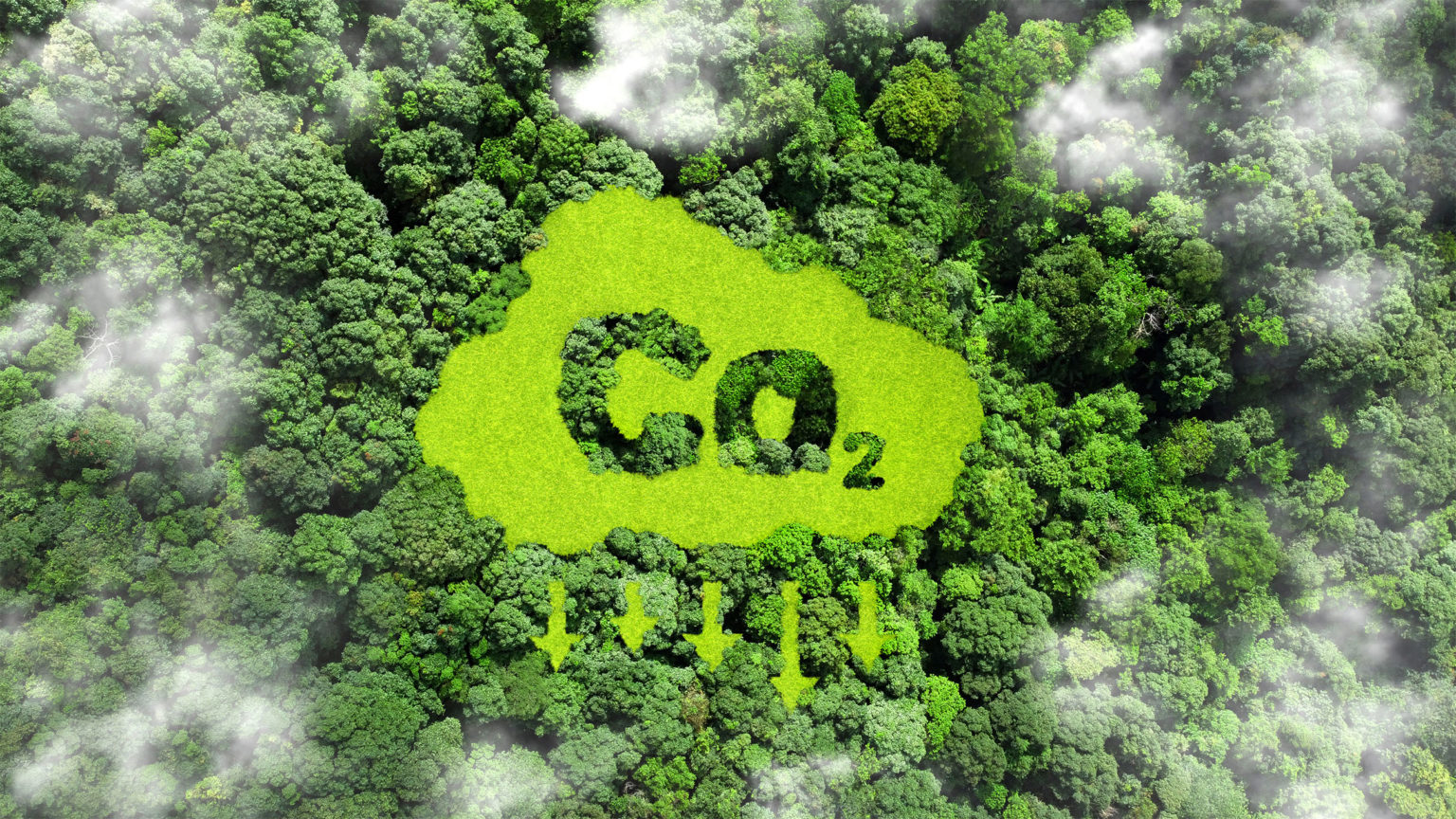 CO2 going down with forests